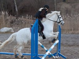 IMG-2215-041